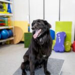 kutya-fitness